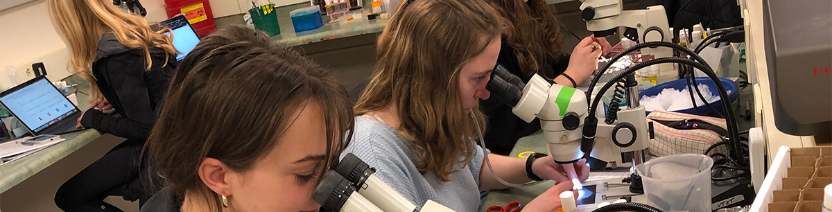 Students looking through microscopes at fruit flies and working closely in the lab