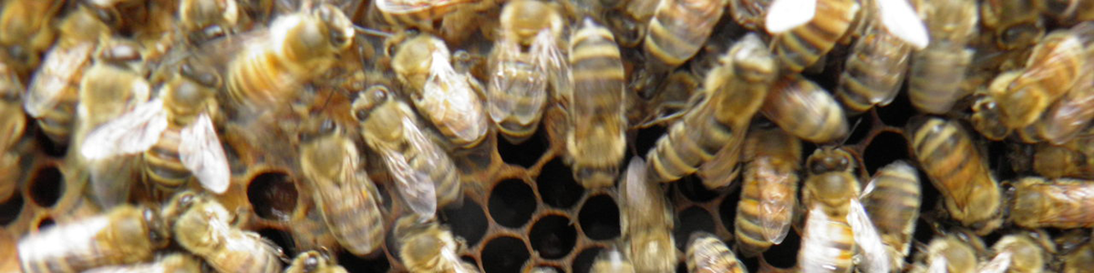 honey bees in the hive