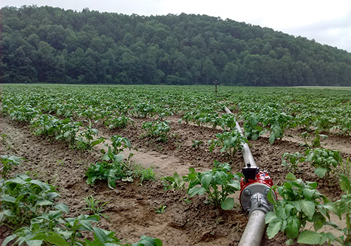 A water pipe with meter running through a farm field with plants growing