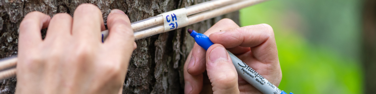 tree coring process, markings