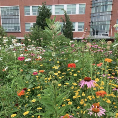 colorful flower garden in front of brick facade of Jeffords Hall