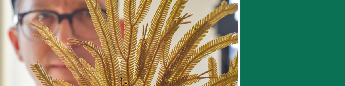 large fern in focus with a man