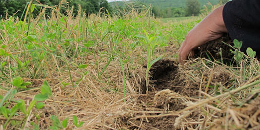 digging in soil