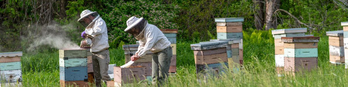 Two students tending to beehives