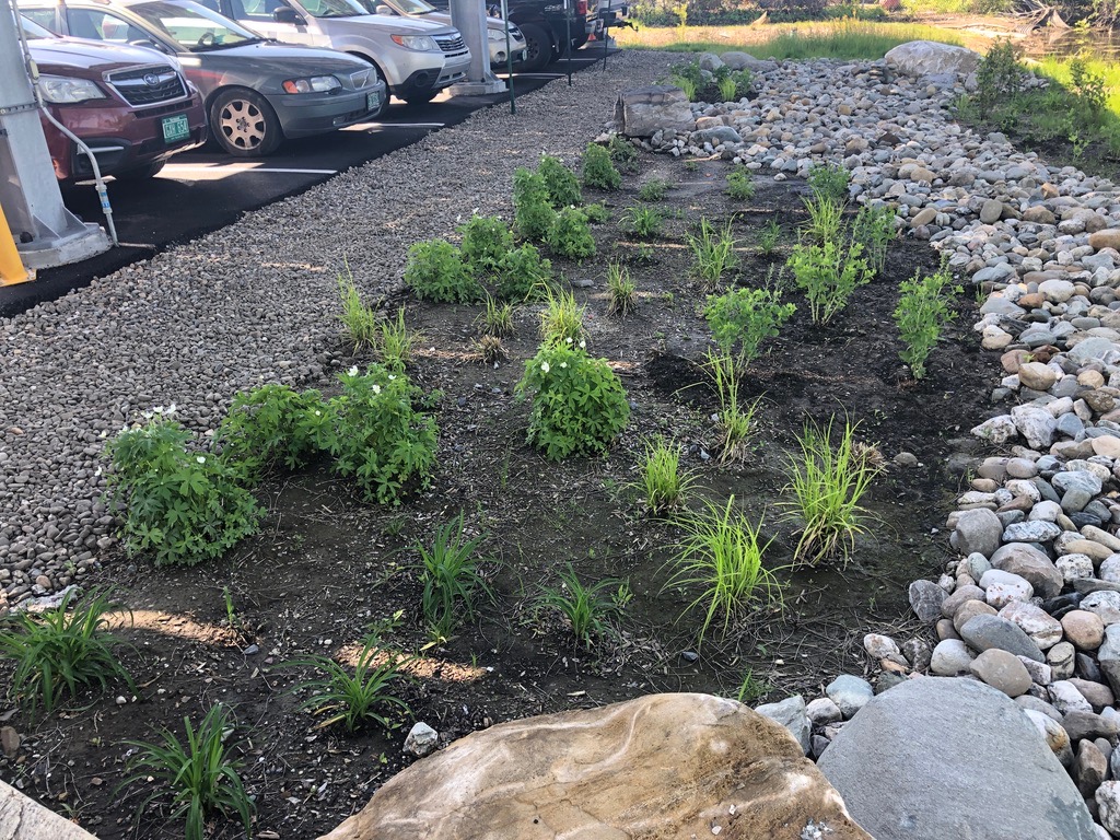 A swale of plantings near parking lot for stormwater management