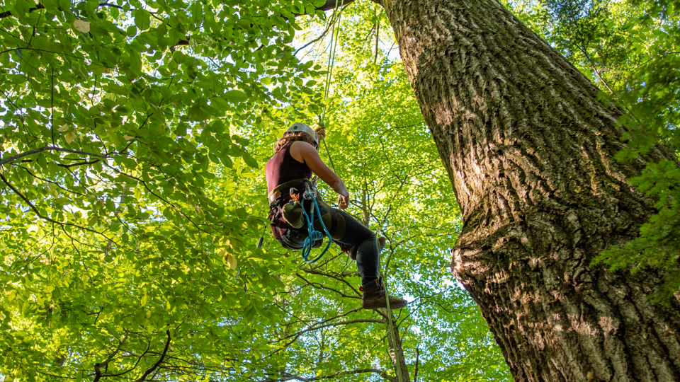 person climbing a tree