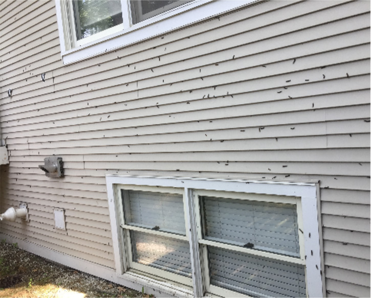 spongy moth larvae seeking refuge on the side of a house