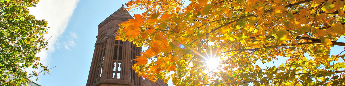 Fall trees with sun shining through.