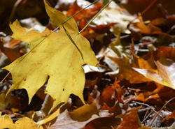 maple leaves on the ground