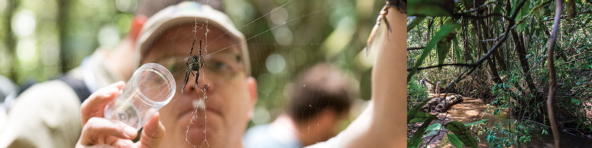 UVM professor working in the Madagascar field, examining a spider web