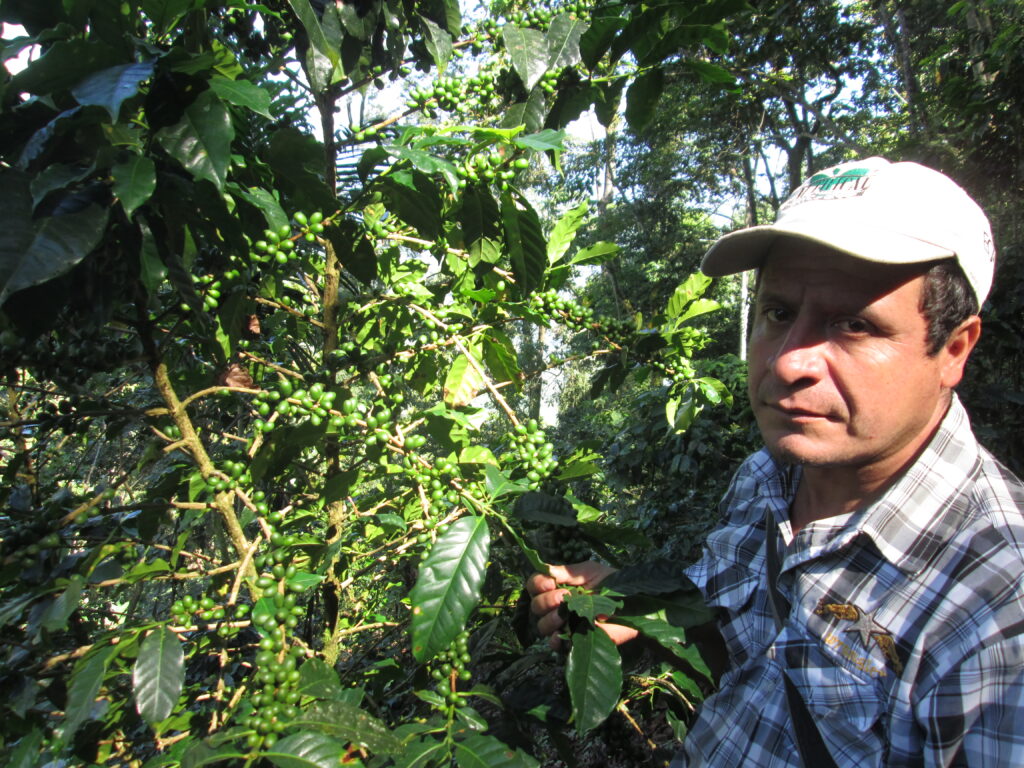 Man inspecting a plant