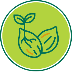Seed and plant icon