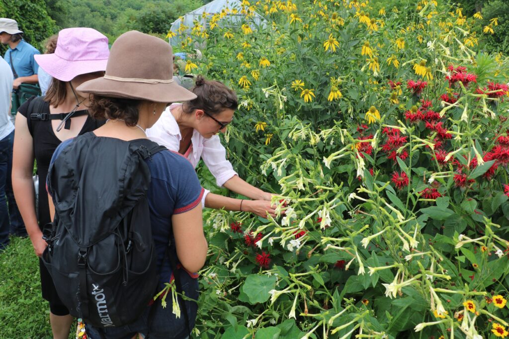 People inspecting plants in a field