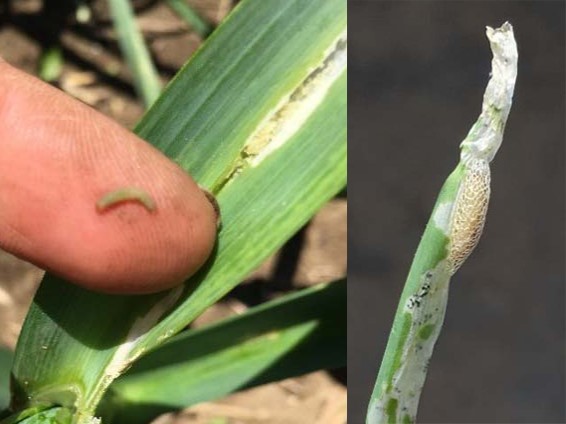 Finger with a small insect