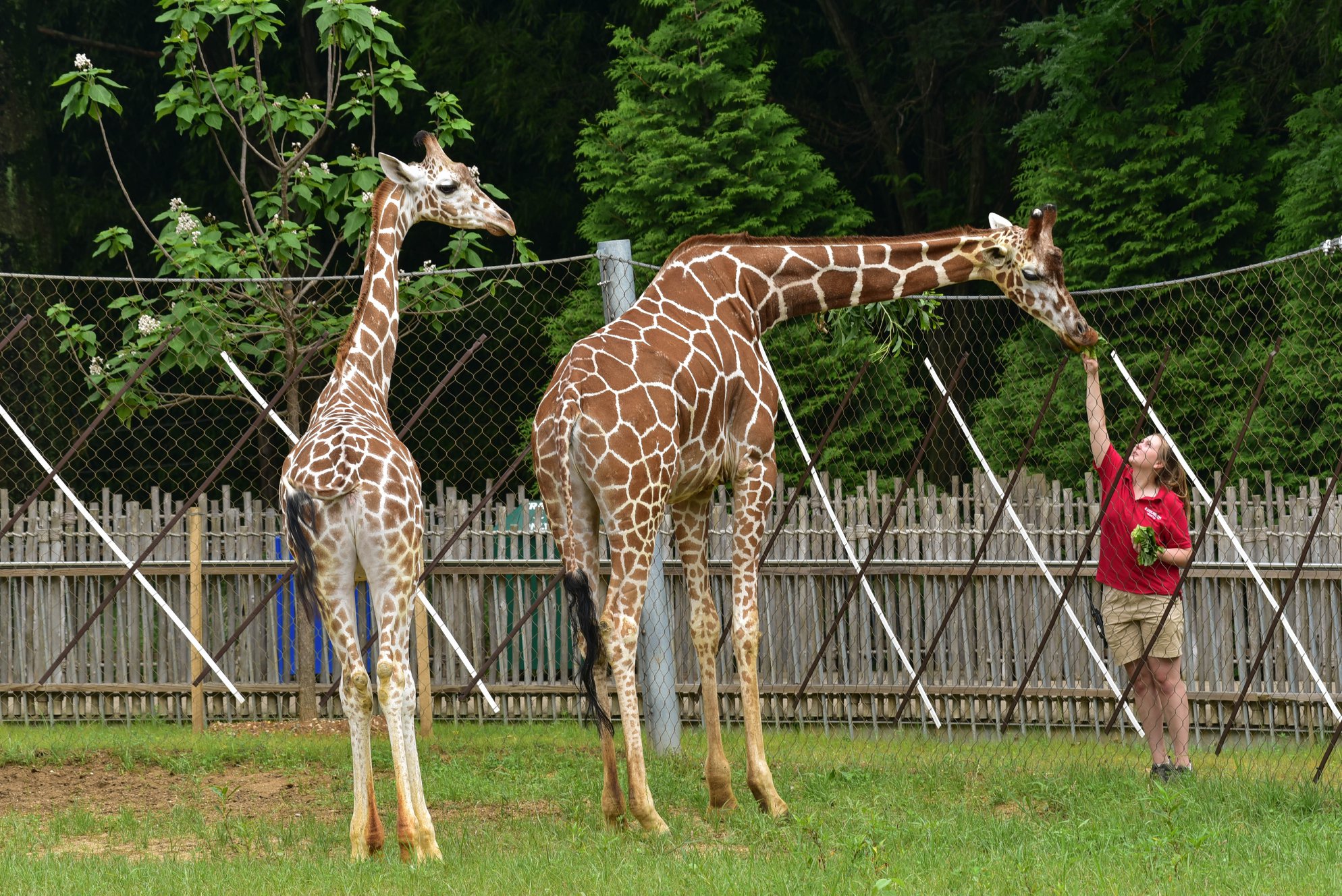 Powell feeding giraffes