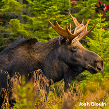 Bull moose