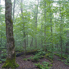 Northern hardwood forest in summer
