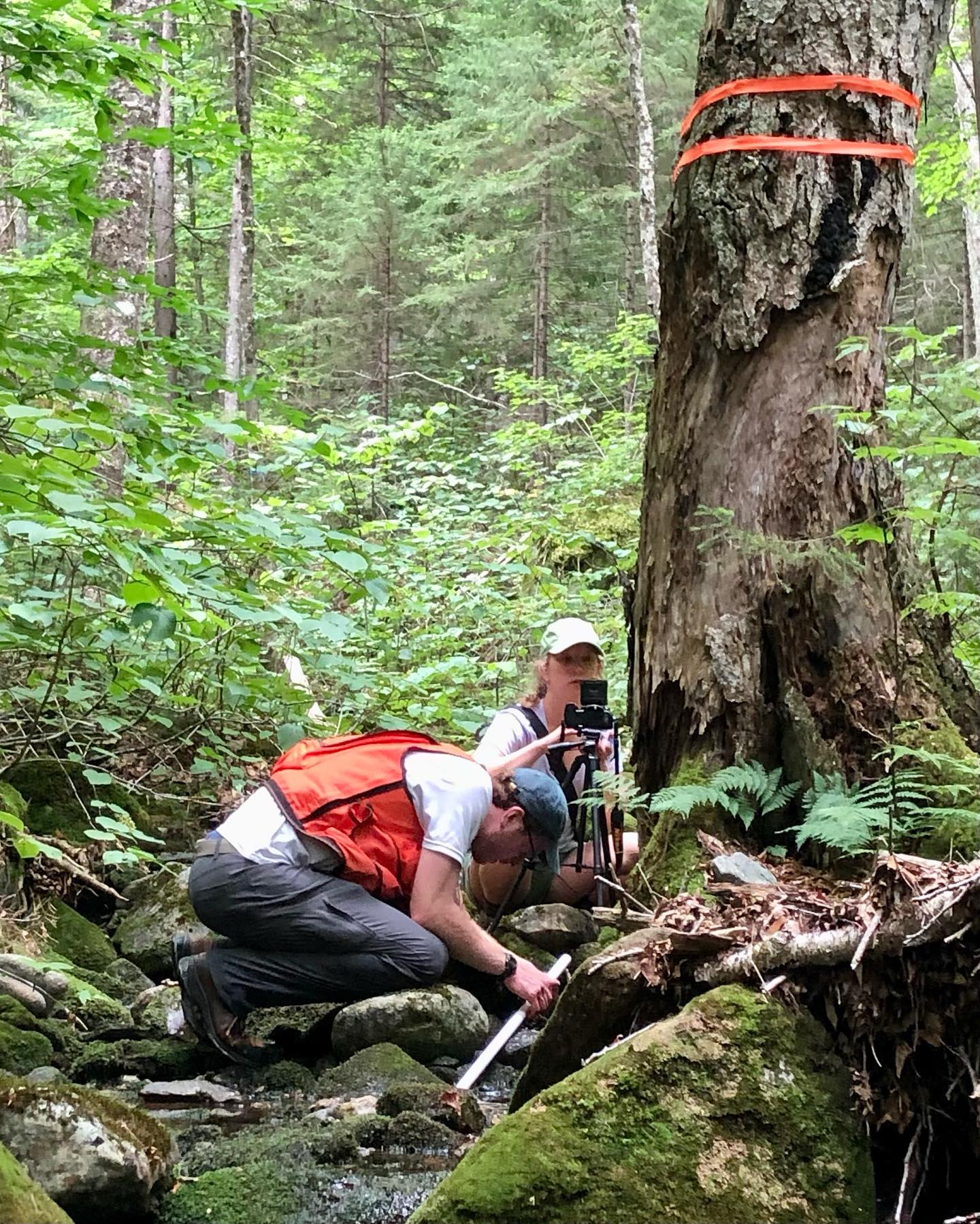 Two researchers in forest kneeling by tree