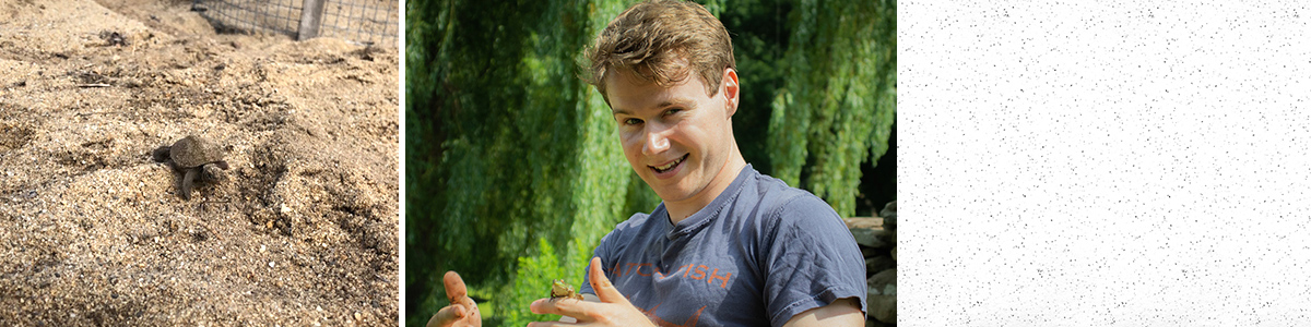 Young turtle crawls across sand and Eamon Caffrey smiles while holding a small frog.