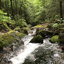 Forest stream