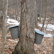 Sap buckets on sugar maple 
