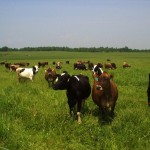 cows grazing