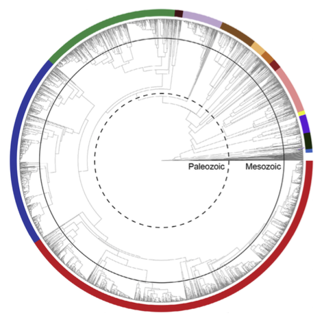 circular color-coded phylogenetic tree of fern diversity