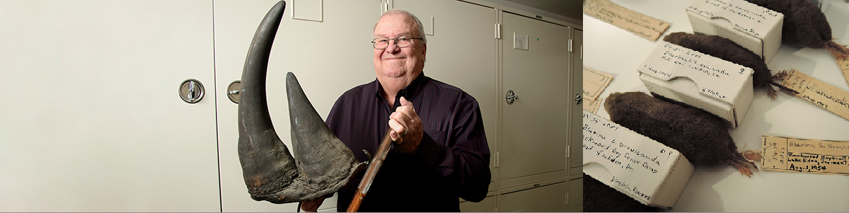 Kilpatrick holding mounted two-foot long rhino horn