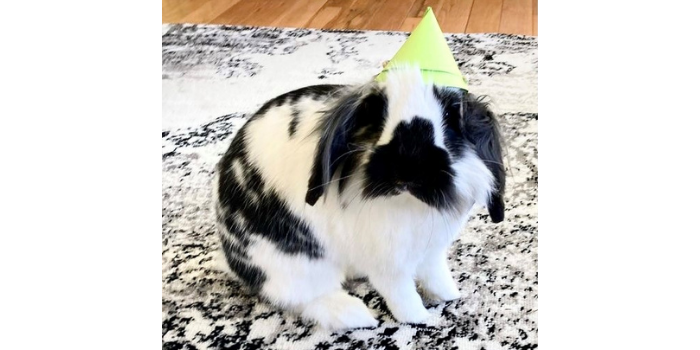 Albert the Bunny