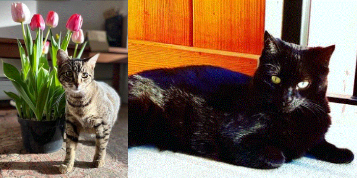 Evan and Coco the Cats