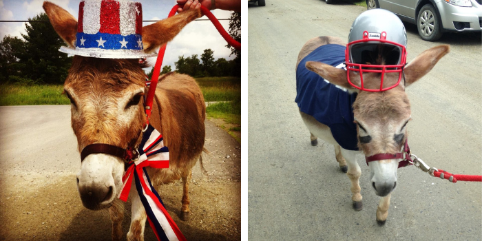 Gus the Miniature Donkey
