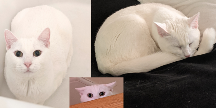 Momo the Cat