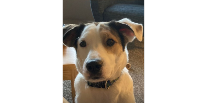Raisin the Dog