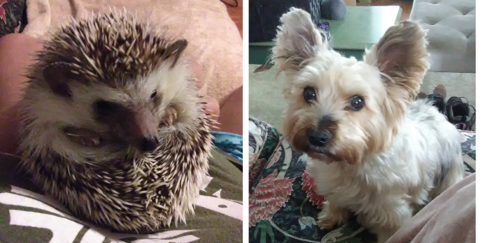 Rocko the Hedgehog and Lily the Dog