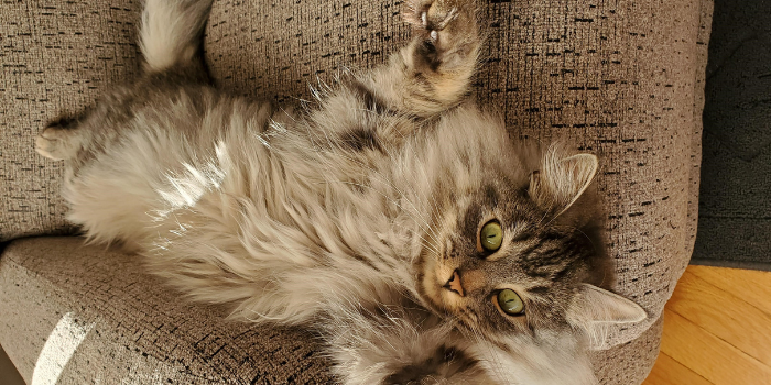 Terk the Cat