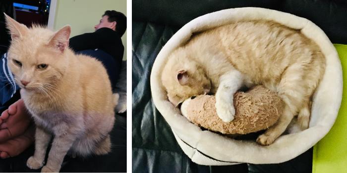 Kuzma the Cat