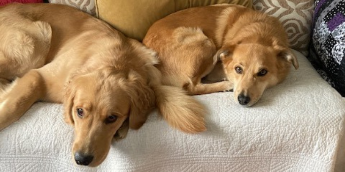 Teddy and Coco the Dogs