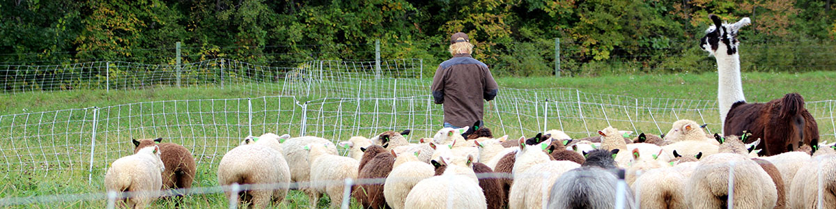 image description: flock of white and grey sheep in a field with a llama and a person among them