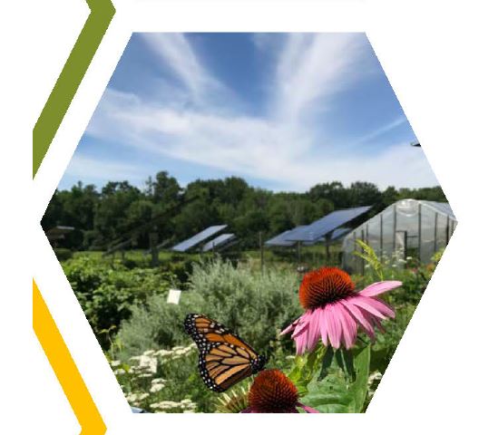 image descripsion: a hexagonal picture of echinacea flowers and other plants under a blue sky with a solar array in the background