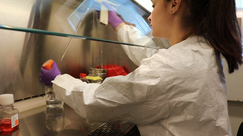 Danielle Allen growing cells in the Thali lab for her HIV research