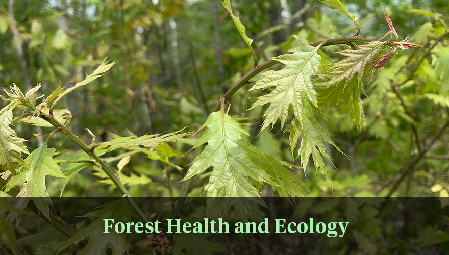 Forest Health