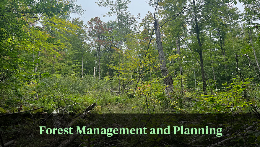 Forest Management and planning
