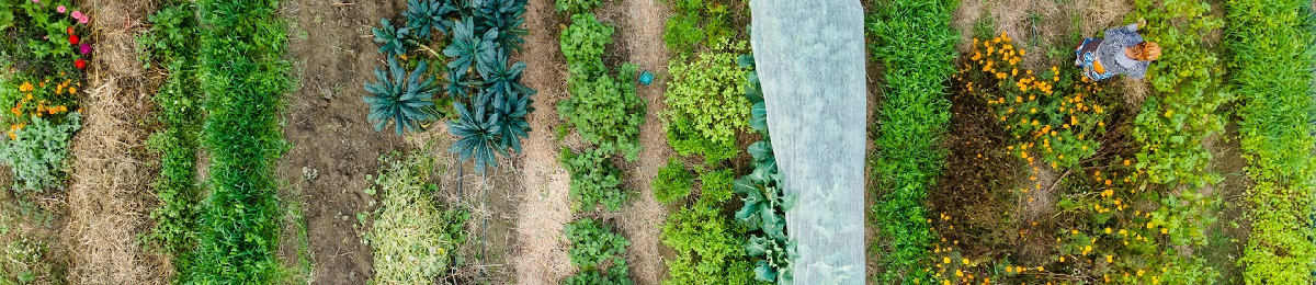 Rows of Crops