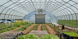 Inside of a Greenhouse