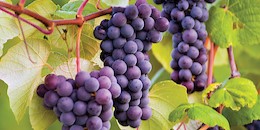 Grapes