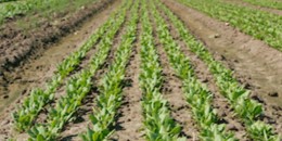 Rows of Vegetables