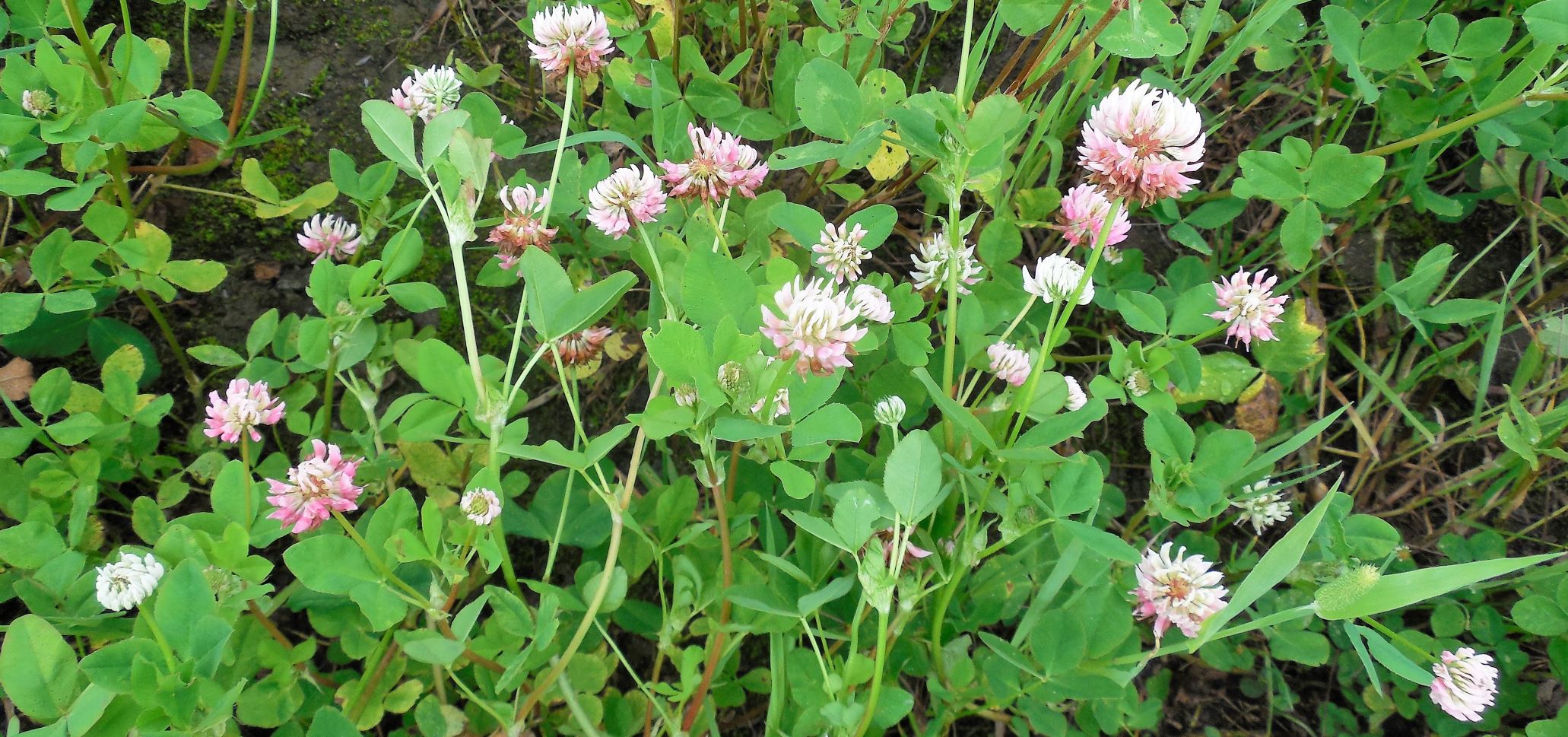 red clover flowers