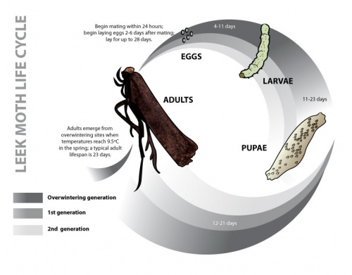 leek moth life cycle