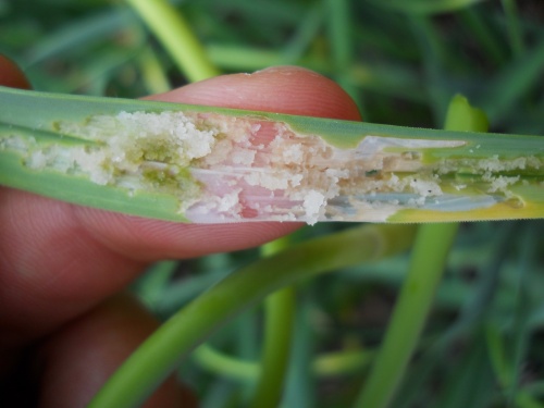 leek moth damage to garlic