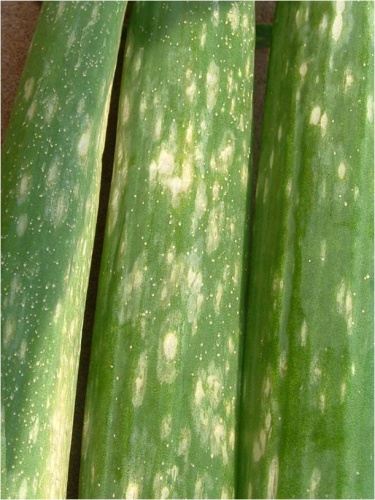 botrytis leaf blight